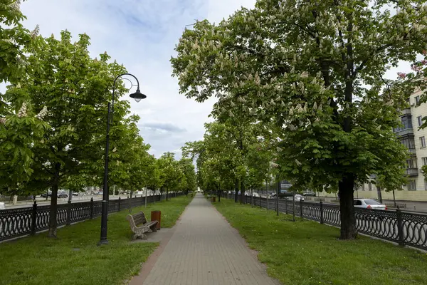 Çiçek açan kestane ağaçlarıyla dolu boş bir sokak. Bulvarları ve arabaları olan modern bir metropolde doğanın bir köşesi..
