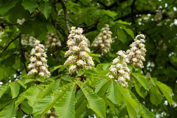 Baharda parkta çiçek ve kestane yaprakları. Yaygın kestane çiçekleri