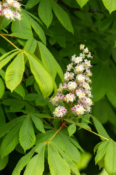 Baharda parkta çiçek ve kestane yaprakları. Yaygın kestane çiçekleri