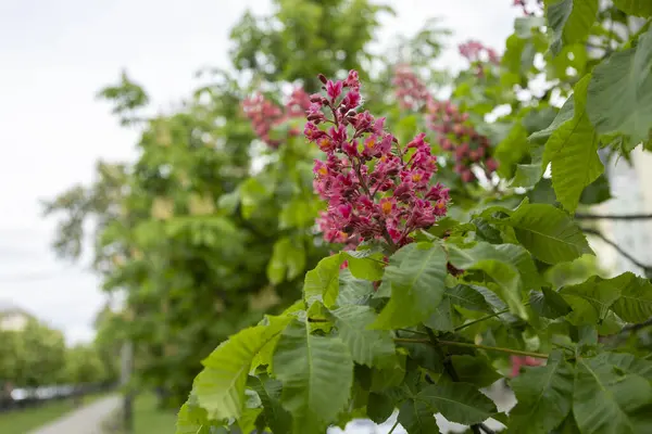 Baharda parkta canlı çiçekler ve kırmızı at kestanesi yaprakları. Yaygın kestane çiçekleri