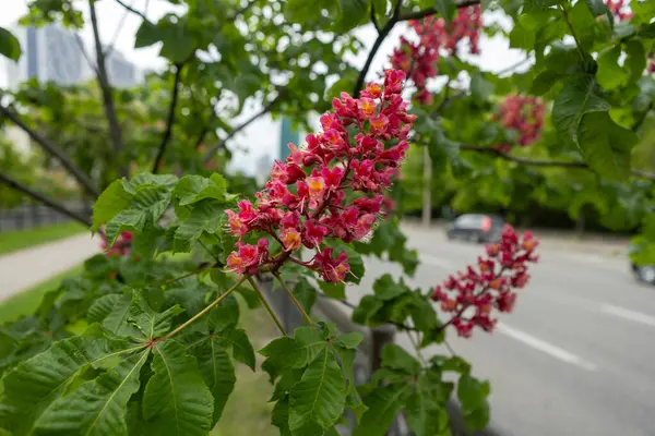 Baharda parkta canlı çiçekler ve kırmızı at kestanesi yaprakları. Yaygın kestane çiçekleri