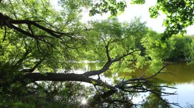 Nehirde yeşil yaprakları olan devrilmiş bir ağaç yatıyor.