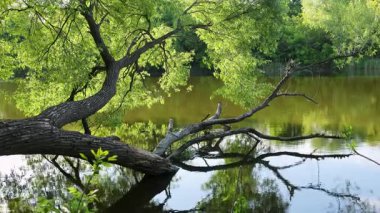 Nehirde yeşil yaprakları olan devrilmiş bir ağaç yatıyor.