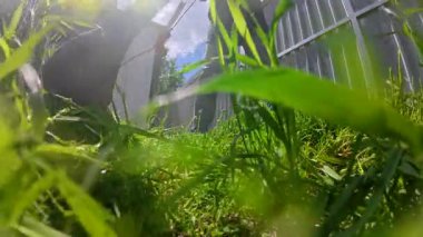 Bahçesinde çim biçen bir adam.