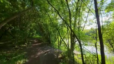 Nehir boyunca bir bahar ormanı yolu boyunca yürüyorum. Ağaçlarda taze yeşillik. Parlak güneşli bir gün.
