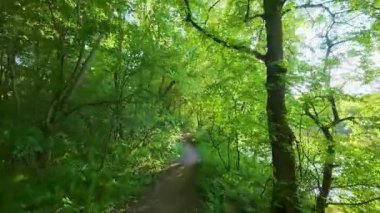 Nehir boyunca bir bahar ormanı yolu boyunca yürüyorum. Ağaçlarda taze yeşillik. Parlak güneşli bir gün.