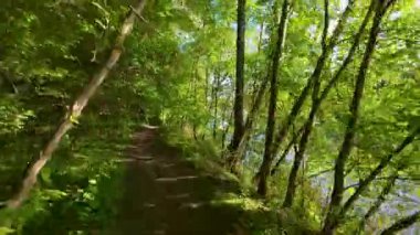 Nehir boyunca bir bahar ormanı yolu boyunca yürüyorum. Ağaçlarda taze yeşillik. Parlak güneşli bir gün.