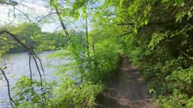 Nehir boyunca bir bahar ormanı yolu boyunca yürüyorum. Ağaçlarda taze yeşillik. Parlak güneşli bir gün.