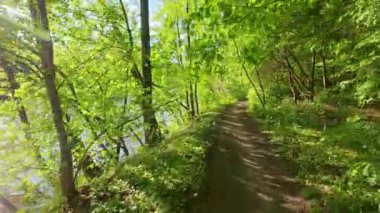 Nehir boyunca bir bahar ormanı yolu boyunca yürüyorum. Ağaçlarda taze yeşillik. Parlak güneşli bir gün.