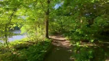 Nehir boyunca bir bahar ormanı yolu boyunca yürüyorum. Ağaçlarda taze yeşillik. Parlak güneşli bir gün.