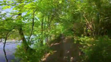 Nehir boyunca bir bahar ormanı yolu boyunca yürüyorum. Ağaçlarda taze yeşillik. Parlak güneşli bir gün.