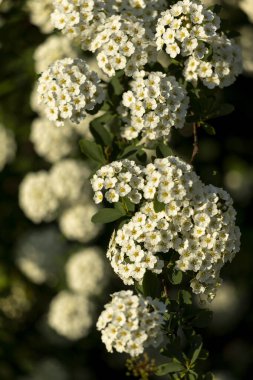 Küçük beyaz çiçekli bir dal. Spiraea kantonunun beyaz çiçeklerinin yakın plan fotoğrafı..