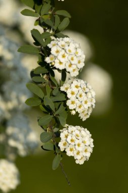Küçük beyaz çiçekli bir dal. Spiraea kantonunun beyaz çiçeklerinin yakın plan fotoğrafı..