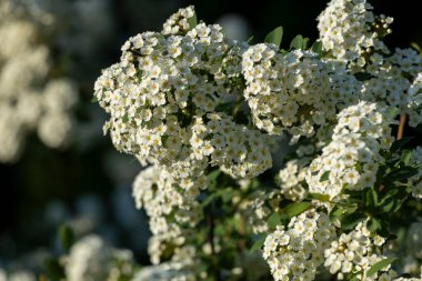 Küçük beyaz çiçekli bir dal. Spiraea kantonunun beyaz çiçeklerinin yakın plan fotoğrafı..