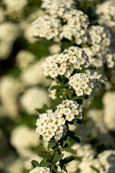 Küçük beyaz çiçekli bir dal. Spiraea kantonunun beyaz çiçeklerinin yakın plan fotoğrafı..