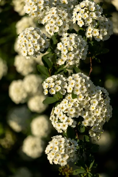 Küçük beyaz çiçekli bir dal. Spiraea kantonunun beyaz çiçeklerinin yakın plan fotoğrafı..