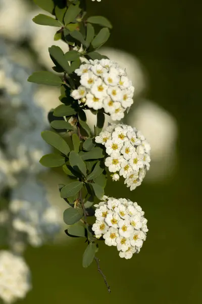 Küçük beyaz çiçekli bir dal. Spiraea kantonunun beyaz çiçeklerinin yakın plan fotoğrafı..