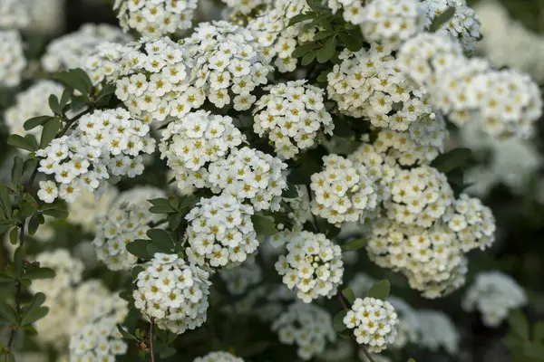 Küçük beyaz çiçekli bir dal. Spiraea kantonunun beyaz çiçeklerinin yakın plan fotoğrafı..