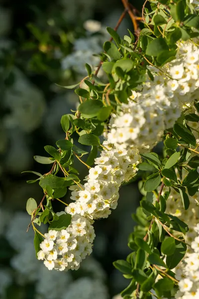 Küçük beyaz çiçekli bir dal. Spiraea kantonunun beyaz çiçeklerinin yakın plan fotoğrafı..