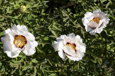 Güzel, büyük, beyaz, şakayık bir çiçek. Büyük beyaz taç yaprakları, sarı erkek çiçekleri ve güneşli bir günde yeşil yapraklarla çiçek açan şakayık çiçekleri. Bahar çiçekleri açıyor. Çiçekçilik. Çiçek açmış..