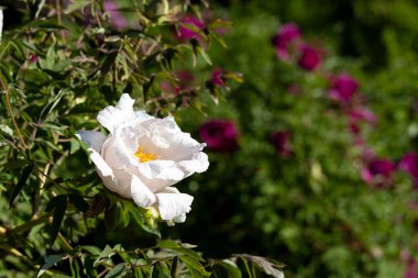 Güzel, büyük, beyaz, şakayık bir çiçek. Büyük beyaz taç yaprakları, sarı erkek çiçekleri ve güneşli bir günde yeşil yapraklarla çiçek açan şakayık çiçekleri. Bahar çiçekleri açıyor. Çiçekçilik. Çiçek açmış..