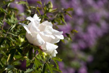 Güzel, büyük, beyaz, şakayık bir çiçek. Büyük beyaz taç yaprakları, sarı erkek çiçekleri ve güneşli bir günde yeşil yapraklarla çiçek açan şakayık çiçekleri. Bahar çiçekleri açıyor. Çiçekçilik. Çiçek açmış..