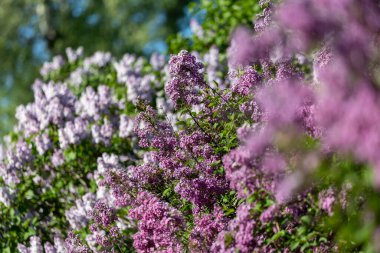 Güzel leylak çiçekleri. Çalılıklarda mor leylak çiçekleri, bahar zamanı arka plan.