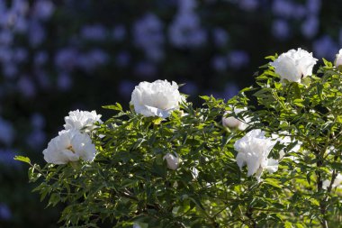 Güzel, büyük, beyaz, şakayık bir çiçek. Büyük beyaz taç yaprakları, sarı erkek çiçekleri ve güneşli bir günde yeşil yapraklarla çiçek açan şakayık çiçekleri. Bahar çiçekleri açıyor. Çiçekçilik. Çiçek açmış..