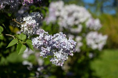 Güzel leylak çiçekleri. Çalılıklarda açık mor leylak çiçekleri, bahar zamanı arka plan.