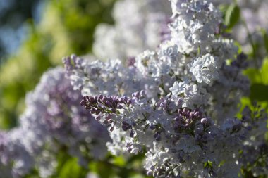 Güzel leylak çiçekleri. Çalılıklarda açık mor leylak çiçekleri, bahar zamanı arka plan.