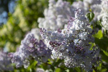 Güzel leylak çiçekleri. Çalılıklarda açık mor leylak çiçekleri, bahar zamanı arka plan.