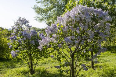 Güzel leylak çiçekleri. Çalılıklarda açık mor leylak çiçekleri, bahar zamanı arka plan.