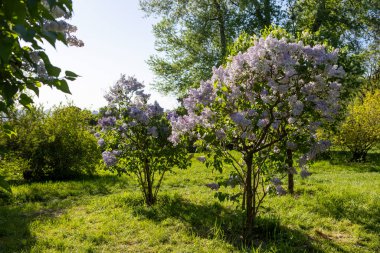 Güzel leylak çiçekleri. Çalılıklarda açık mor leylak çiçekleri, bahar zamanı arka plan.