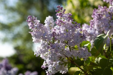 Güzel leylak çiçekleri. Çalılıklarda açık mor leylak çiçekleri, bahar zamanı arka plan.