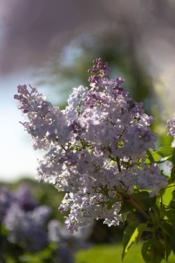 Güzel leylak çiçekleri. Çalılıklarda açık mor leylak çiçekleri, bahar zamanı arka plan.