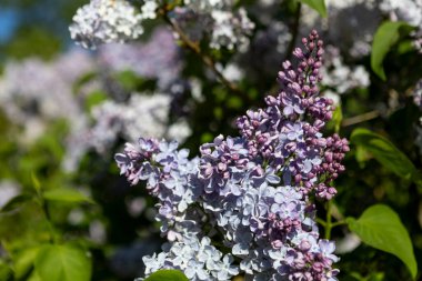 Güzel leylak çiçekleri. Çalılıklarda açık mor leylak çiçekleri, bahar zamanı arka plan.