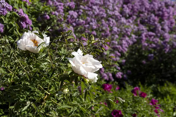 Güzel, büyük, beyaz, şakayık bir çiçek. Büyük beyaz taç yaprakları, sarı erkek çiçekleri ve güneşli bir günde yeşil yapraklarla çiçek açan şakayık çiçekleri. Bahar çiçekleri açıyor. Çiçekçilik. Çiçek açmış..