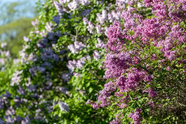 Güzel leylak çiçekleri. Çalılıklarda mor leylak çiçekleri, bahar zamanı arka plan.