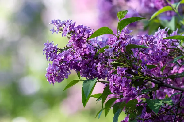 Güzel leylak çiçekleri. Çalılıklarda mor leylak çiçekleri, bahar zamanı arka plan.
