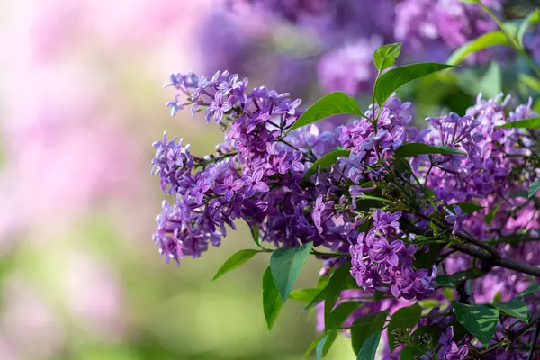 Güzel leylak çiçekleri. Çalılıklarda mor leylak çiçekleri, bahar zamanı arka plan.