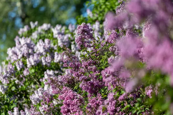 Güzel leylak çiçekleri. Çalılıklarda mor leylak çiçekleri, bahar zamanı arka plan.