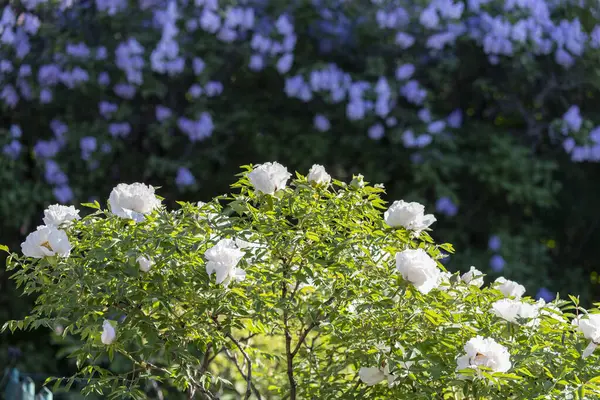 Güzel, büyük, beyaz, şakayık bir çiçek. Büyük beyaz taç yaprakları, sarı erkek çiçekleri ve güneşli bir günde yeşil yapraklarla çiçek açan şakayık çiçekleri. Bahar çiçekleri açıyor. Çiçekçilik. Çiçek açmış..