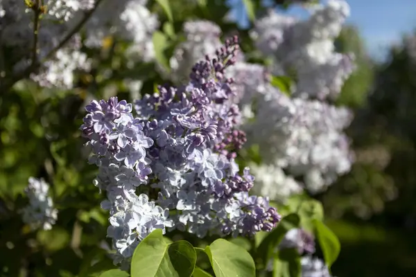 Güzel leylak çiçekleri. Çalılıklarda açık mor leylak çiçekleri, bahar zamanı arka plan.