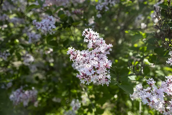 Güzel leylak çiçekleri. Çalılıklarda açık mor leylak çiçekleri, bahar zamanı arka plan.