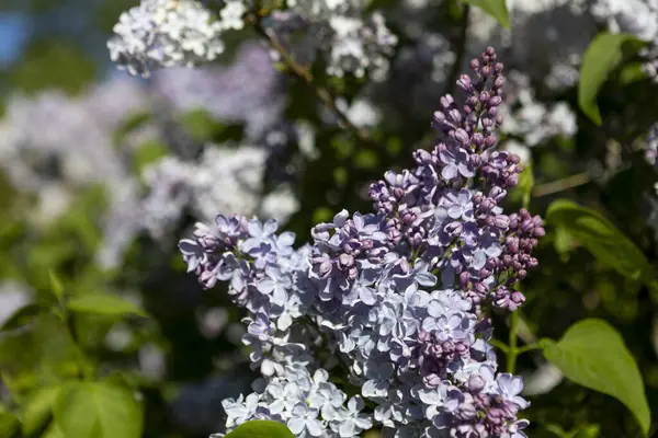 Güzel leylak çiçekleri. Çalılıklarda açık mor leylak çiçekleri, bahar zamanı arka plan.