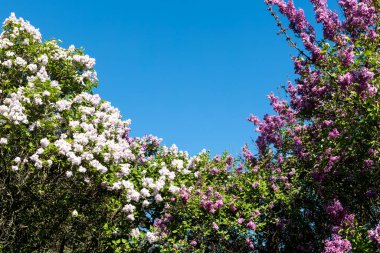 Güzel leylak çiçekleri. Çalılıklarda mor leylak çiçekleri, bahar zamanı arka plan.