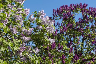 Güzel leylak çiçekleri. Çalılıklarda mor leylak çiçekleri, bahar zamanı arka plan.