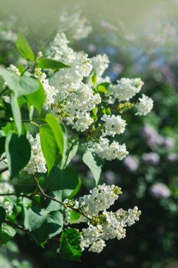 Güzel leylak çiçekleri. Çalılıklarda beyaz leylak çiçekleri, bahar zamanı arka plan.