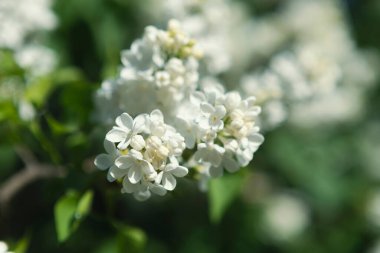 Güzel leylak çiçekleri. Çalılıklarda beyaz leylak çiçekleri, bahar zamanı arka plan.