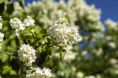 Güzel leylak çiçekleri. Çalılıklarda beyaz leylak çiçekleri, bahar zamanı arka plan.
